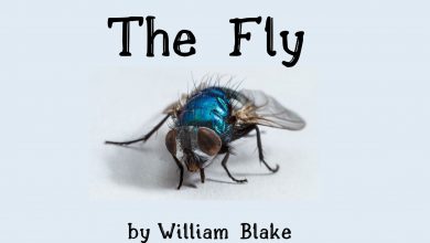 THE FLY by William Blake