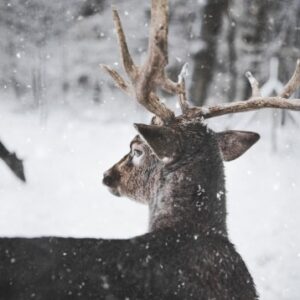 the buck in the snow analysis