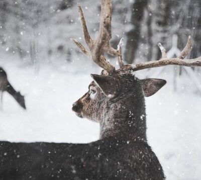 the buck in the snow analysis