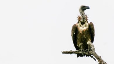 vultures poem analysis