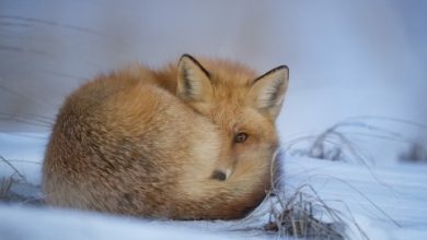 the thought fox summary