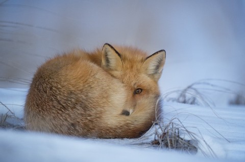 the thought fox summary